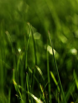 Green grass growing close-up, natural growth concept