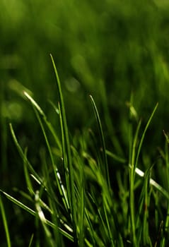 Green grass growing close-up, natural growth concept