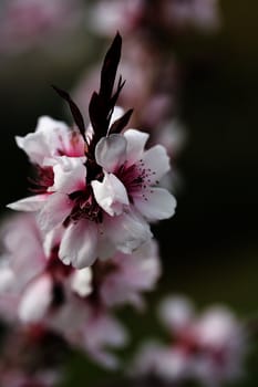 Close up of rosy flowers in the earliest springtime