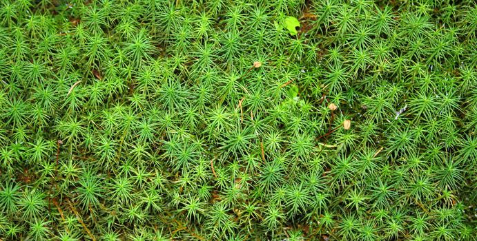 textured green moss in a mountain forest