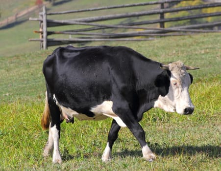 holstein cow walking along a meadow