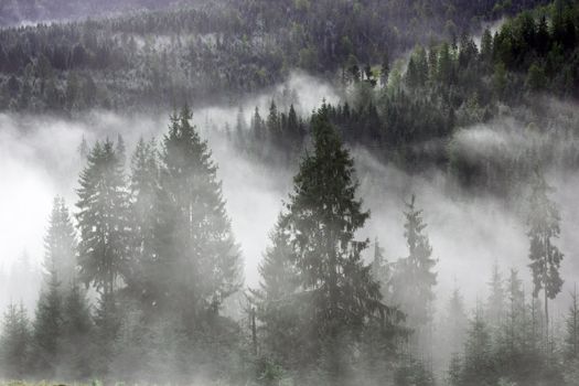mountain forest covered by the morning mist