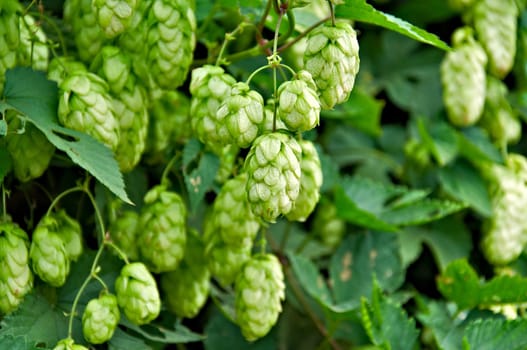 Agriculture Background - crop of fresh ripe hop.