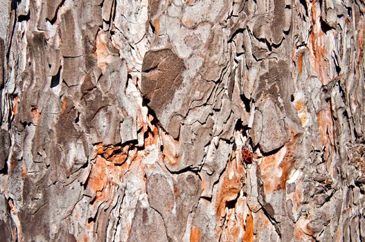 Background - Pine Bark with a small red bug on it.