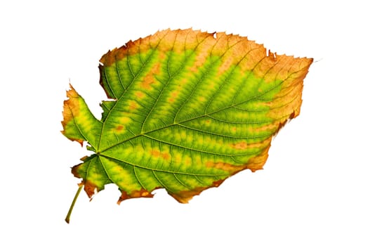 Ragged autumn leaf isolated on a white background