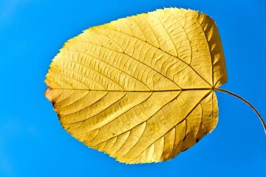 Bright yellow autumnal leaf on a blue sky