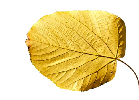 Bright yellow autumnal leaf, isolated on a white background.
