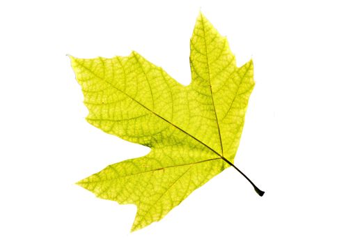 Lonely leaf of a plane tree, isolated on a white background.