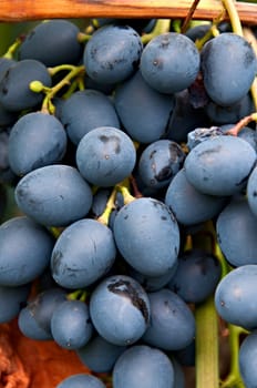 Bunch of ripe blue grapes. Variety called Moldova.