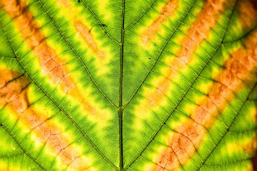 Botanical background - an autumn turning yellow leaf close up, filling.