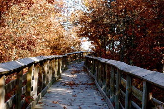 Autumn trail into the woods