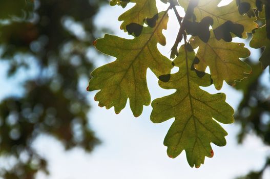 Bright turning yellow leaves of an oak, against a sunlight. Early autumn.