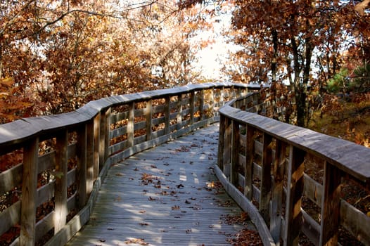 Autumn trail into the woods