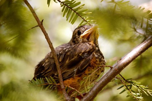 Baby Bird sits on branches