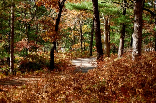 Autumn walkway of leaves and trees