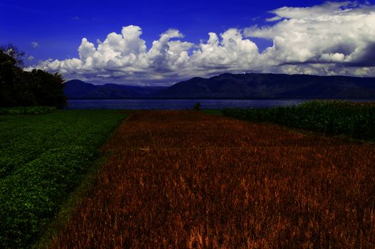 Fields of Grain Samosir Island. Lake Toba, North Sumatra, Indonesia.