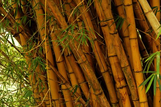 Closeup photography of a grove of wild bamboo in Costa Rica