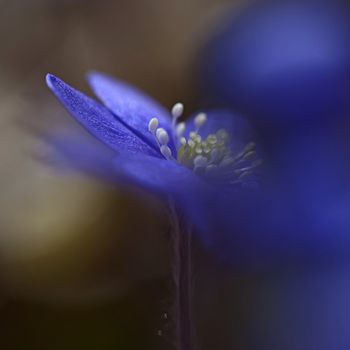 Macro picture of a Hepatica Nobilis - shallow DOF