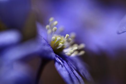 Macro picture of a Hepatica Nobilis - shallow DOF