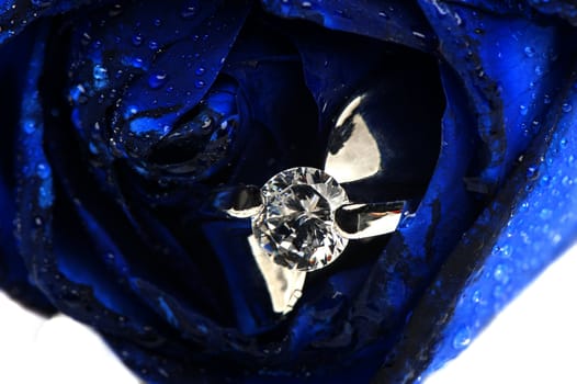 blue roses and wedding rings on white background