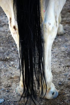 Hair abstract on a horse outside.