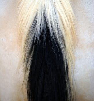 Hair abstract on a horse outside.