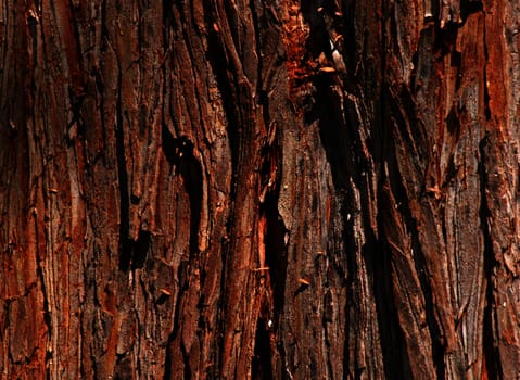 close up of trunk of tree