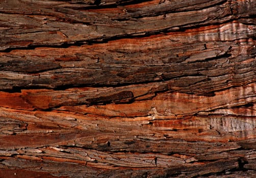 close up of bark of tree