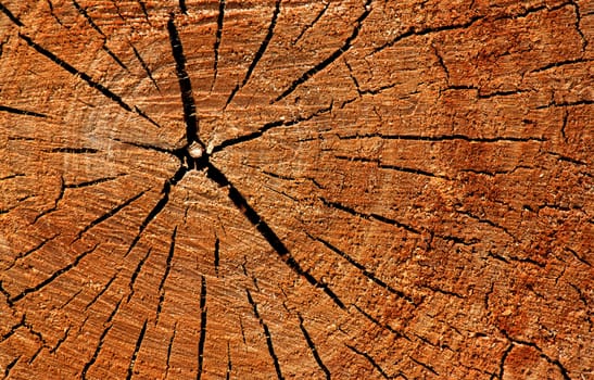 cracks on cut of dry trunk
