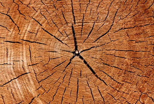 star shaped cracks on cut of tree