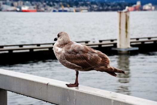 Brown seagull in Vancouver, BC