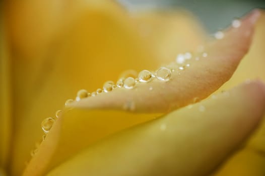Dew drops on yellow rose petals