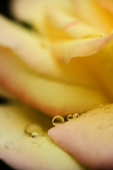 Dew drops on yellow rose petals