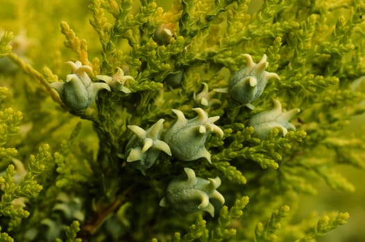 Green Fruit cones of Thuja coniferous tree