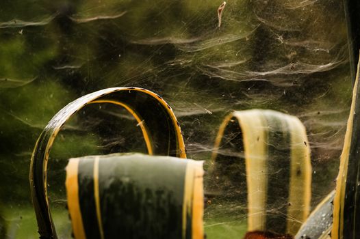 Spider webs among leaves of Agave plant