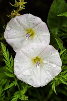 Bindweed and morning glory white flowers, Convolvulus
