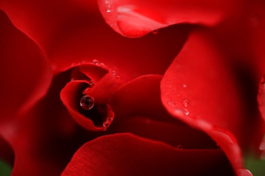 Dew drop hanging from rose petals