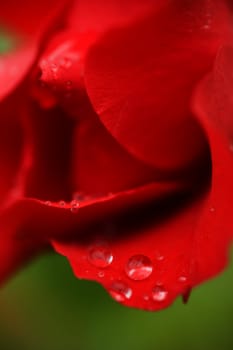 Dew drop hanging from rose petals