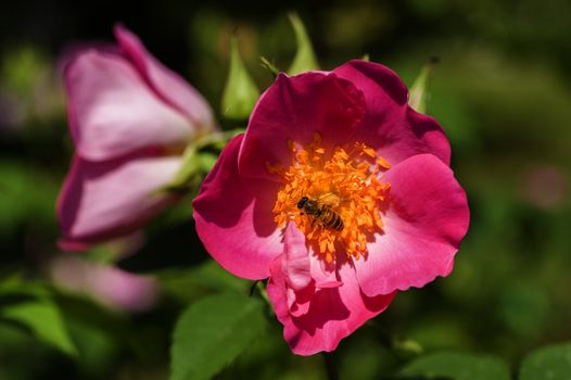 Pink ornamental roses with honey bee on yellow pistils
