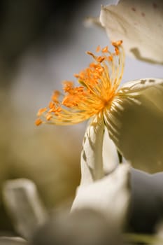 Detail of pistils of ornamental rose