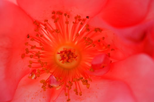 Detail of pistils of ornamental rose