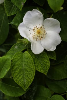 White simple ornamental rose and green leaves