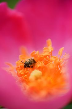 Insect feeding on pollen in yellow and pink rose flower