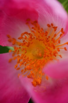 Detail of pistils of ornamental rose