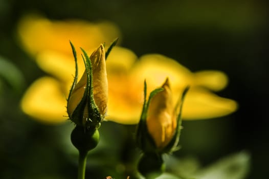 Yellow bud of ornamental roses