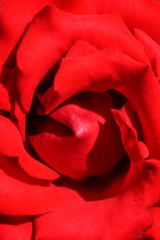 Closeup of ornamental red rose under the sun