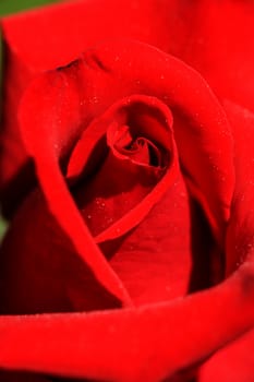 Closeup of ornamental red rose under the sun