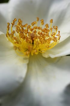 Detail of pistils of ornamental rose