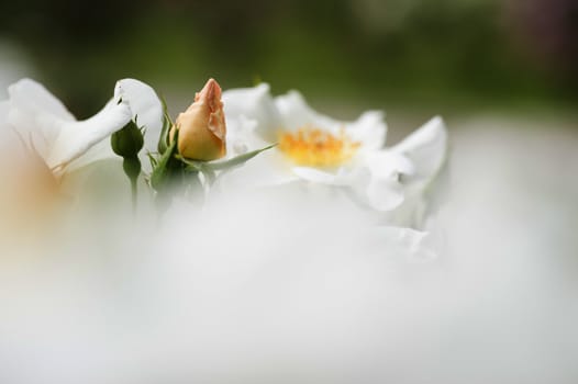 Yellow rose bud among blurred white petals