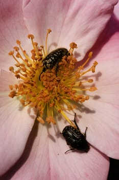Black coleopteron insects on Ornamental rose